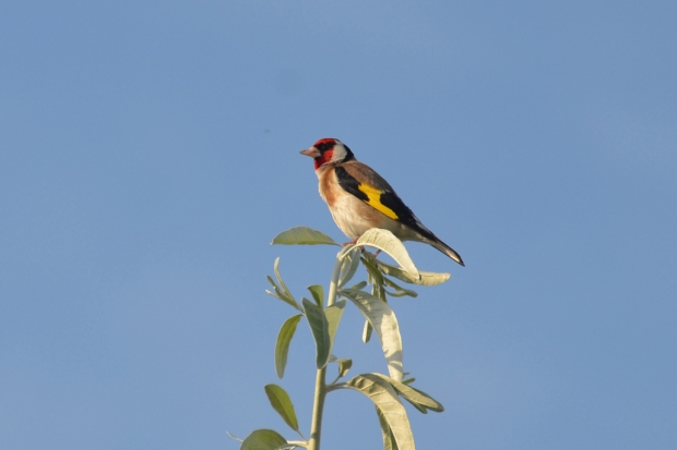 European goldfinch, Danube Delta